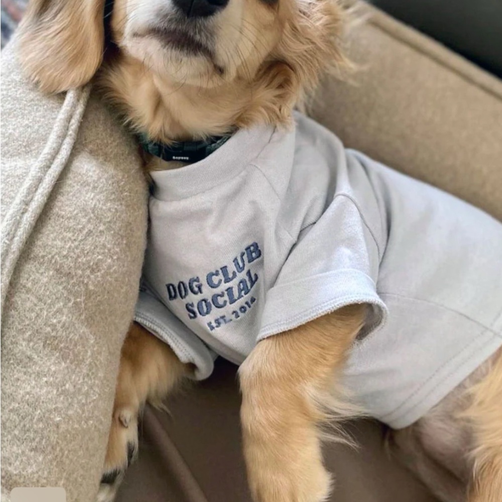 New Gray Dog T-Shirt, XS